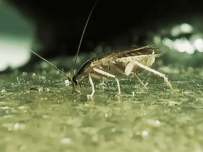 Set 3x Insecticid Impotriva Gândacilor de Bucătărie, Foarte Puternic si Eficient cu Seringa Dozatoare